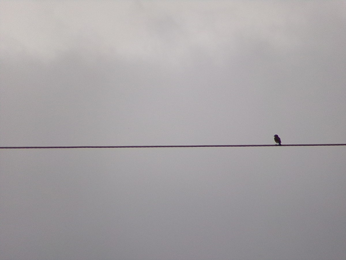 Eastern Bluebird - ML644104421