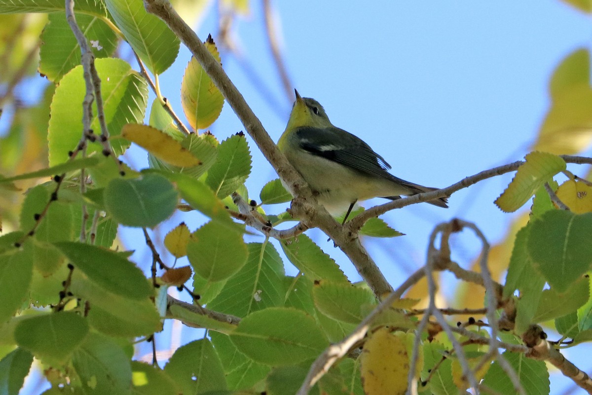 Northern Parula - ML644104453