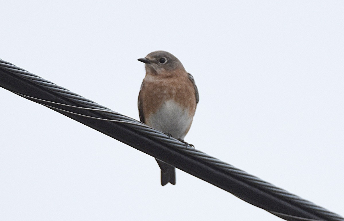 Eastern Bluebird - ML644104454
