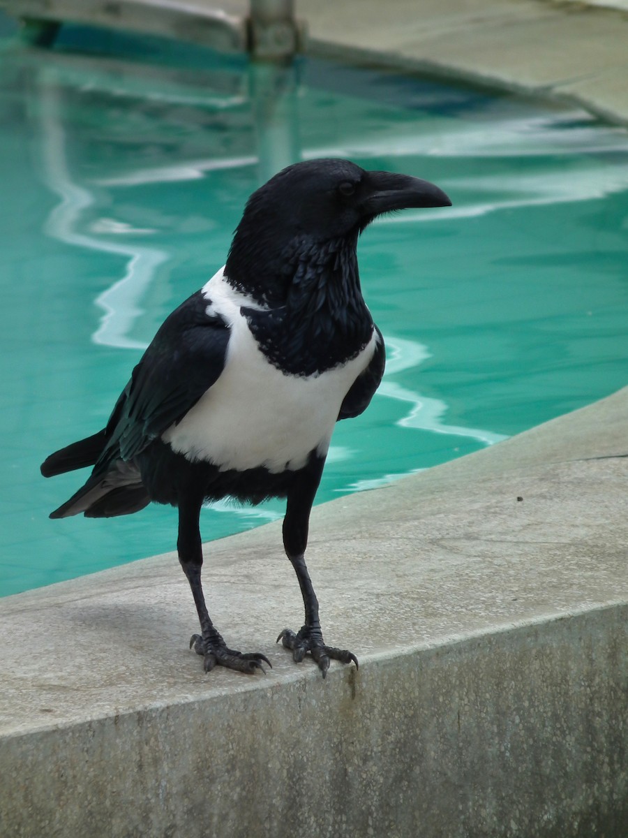 Corbeau pie - ML644104471