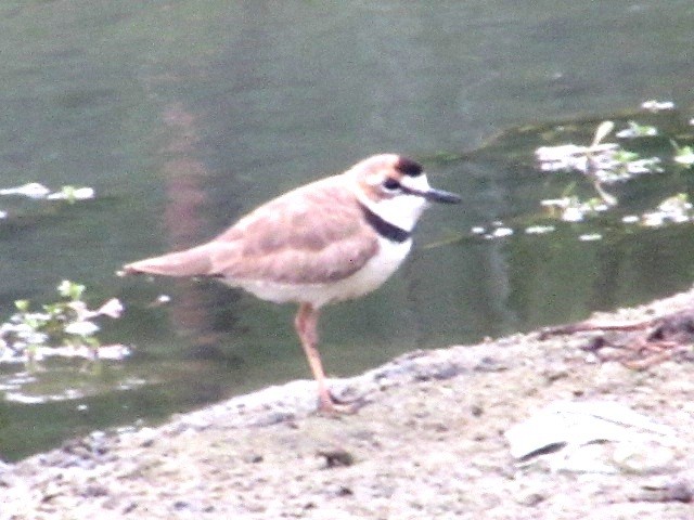 Collared Plover - ML644104475
