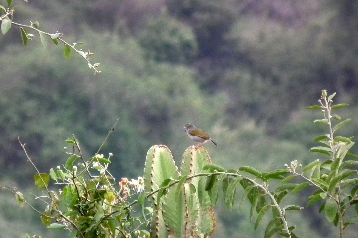 Green-backed Camaroptera - ML644104489