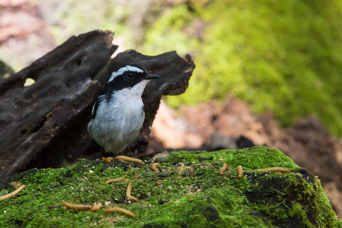 Little Pied Flycatcher - ML644104493