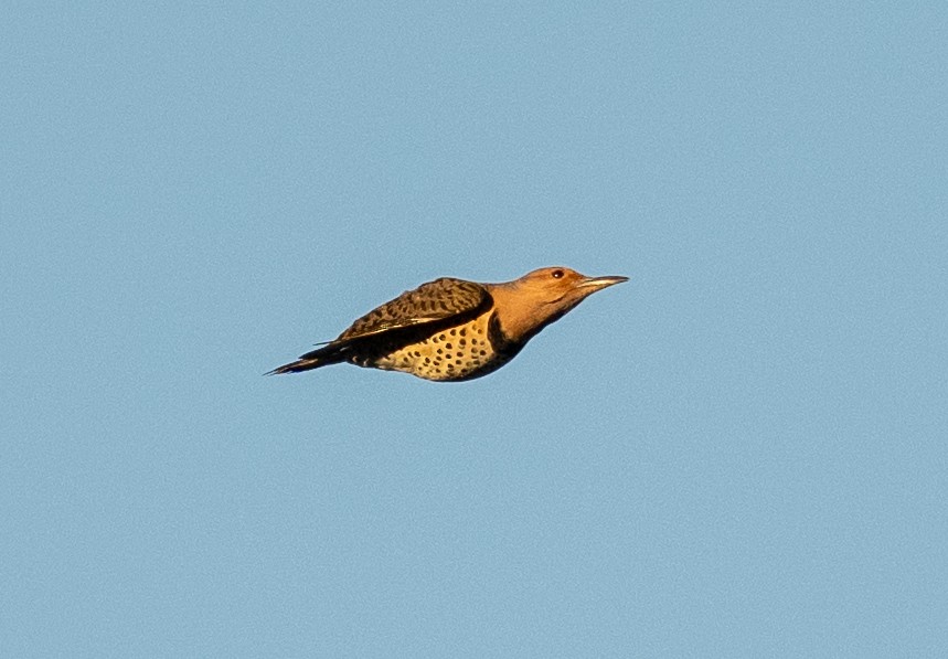 Northern Flicker - ML644104498