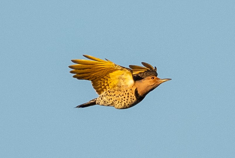 Northern Flicker - ML644104502