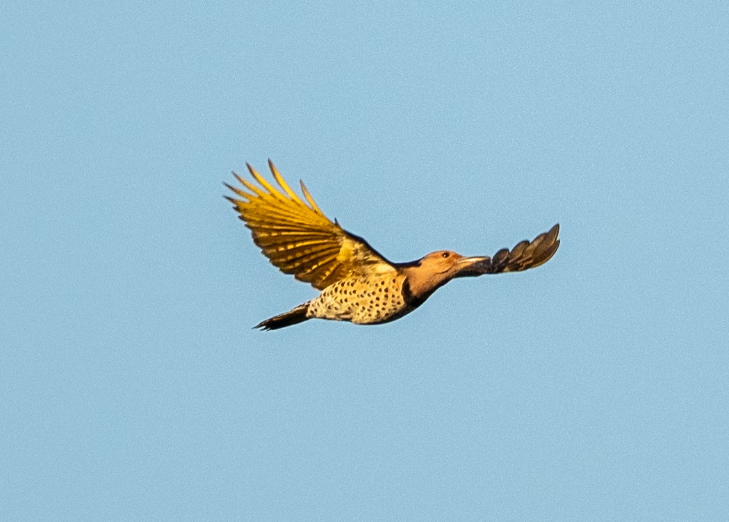 Northern Flicker - ML644104503