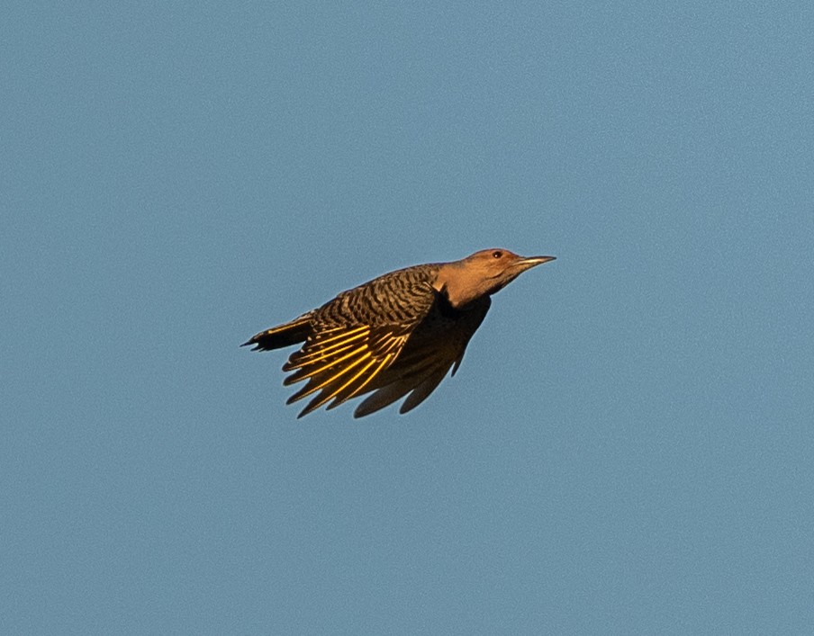 Northern Flicker - ML644104504