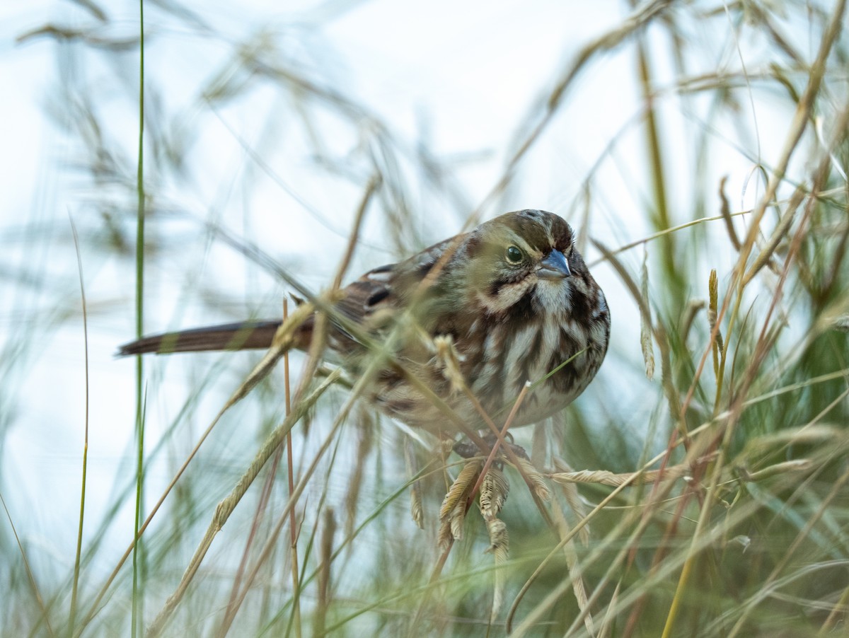 Song Sparrow - ML644104515