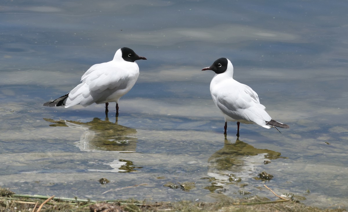 Andean Gull - ML644104523