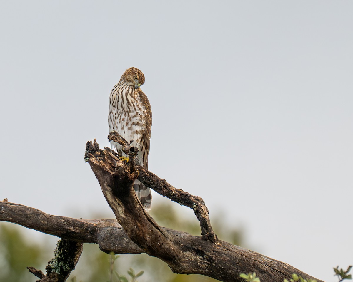 Cooper's Hawk - ML644104529