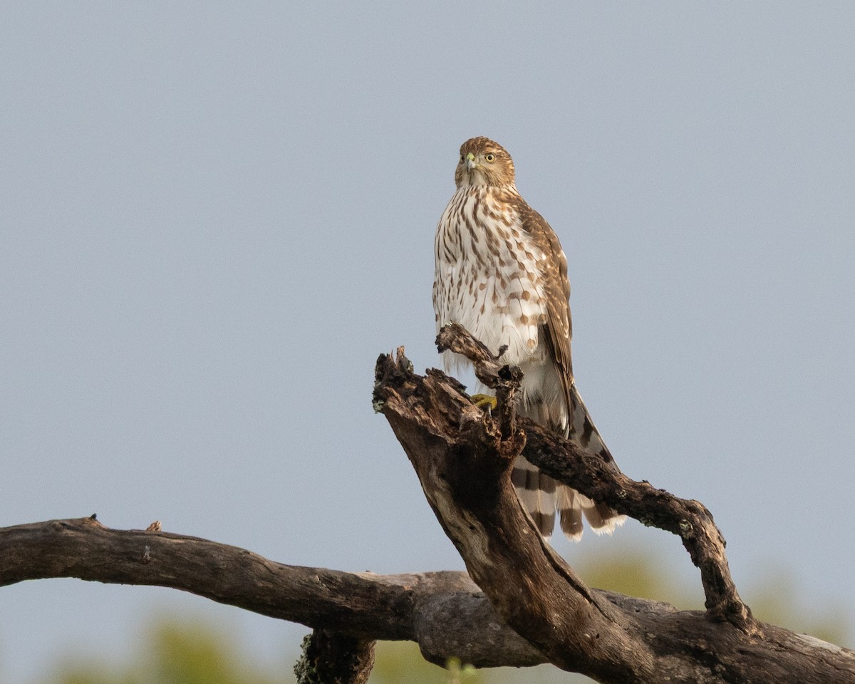 Cooper's Hawk - ML644104530