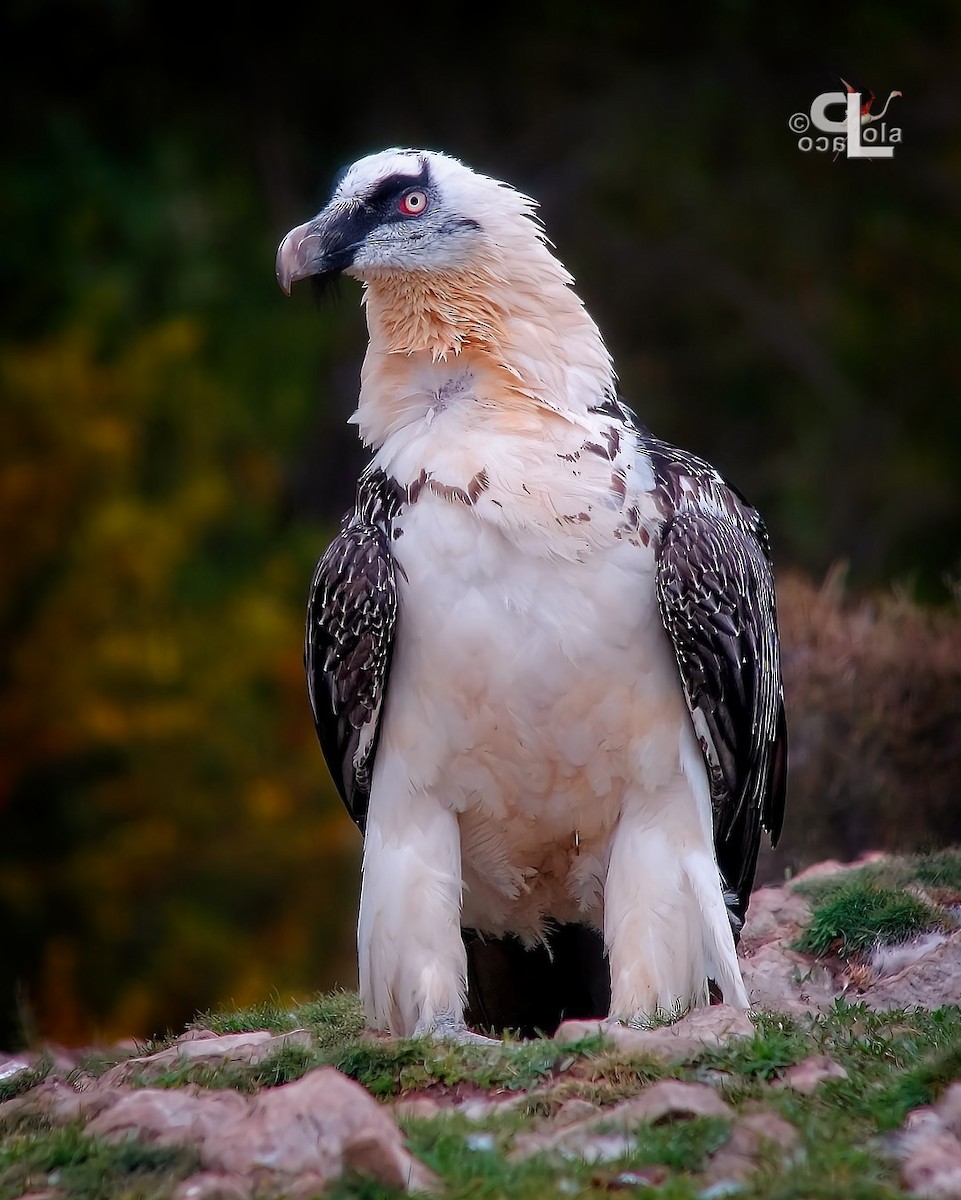 Bearded Vulture - ML644104539