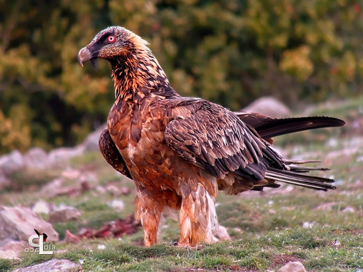 Bearded Vulture - ML644104540