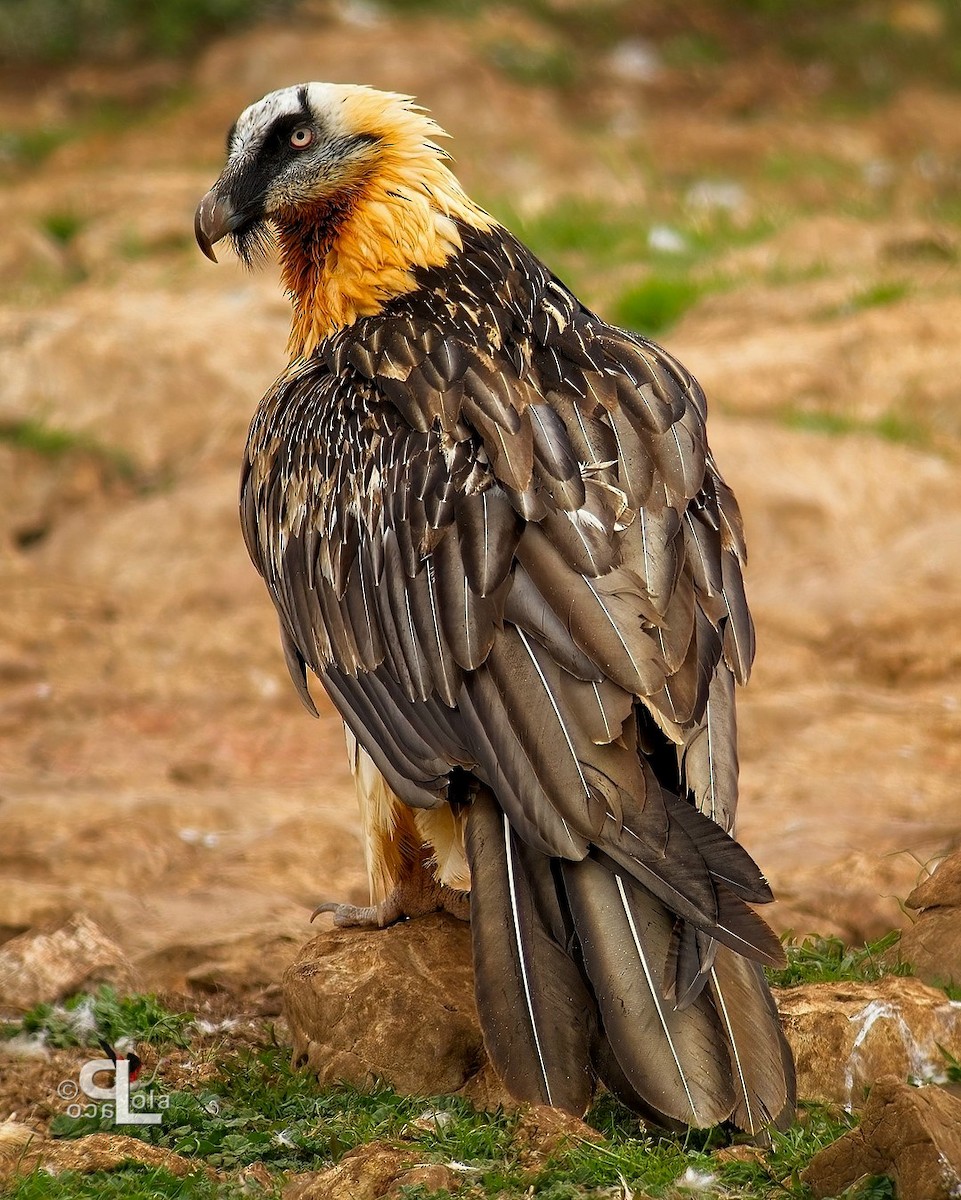 Bearded Vulture - ML644104542