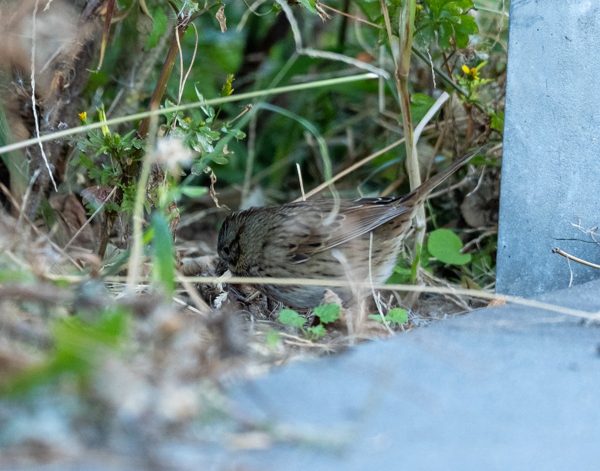 Lincoln's Sparrow - ML644104546