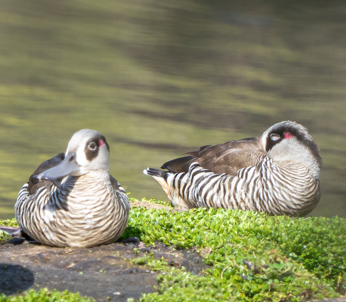 leppeand - ML644104549