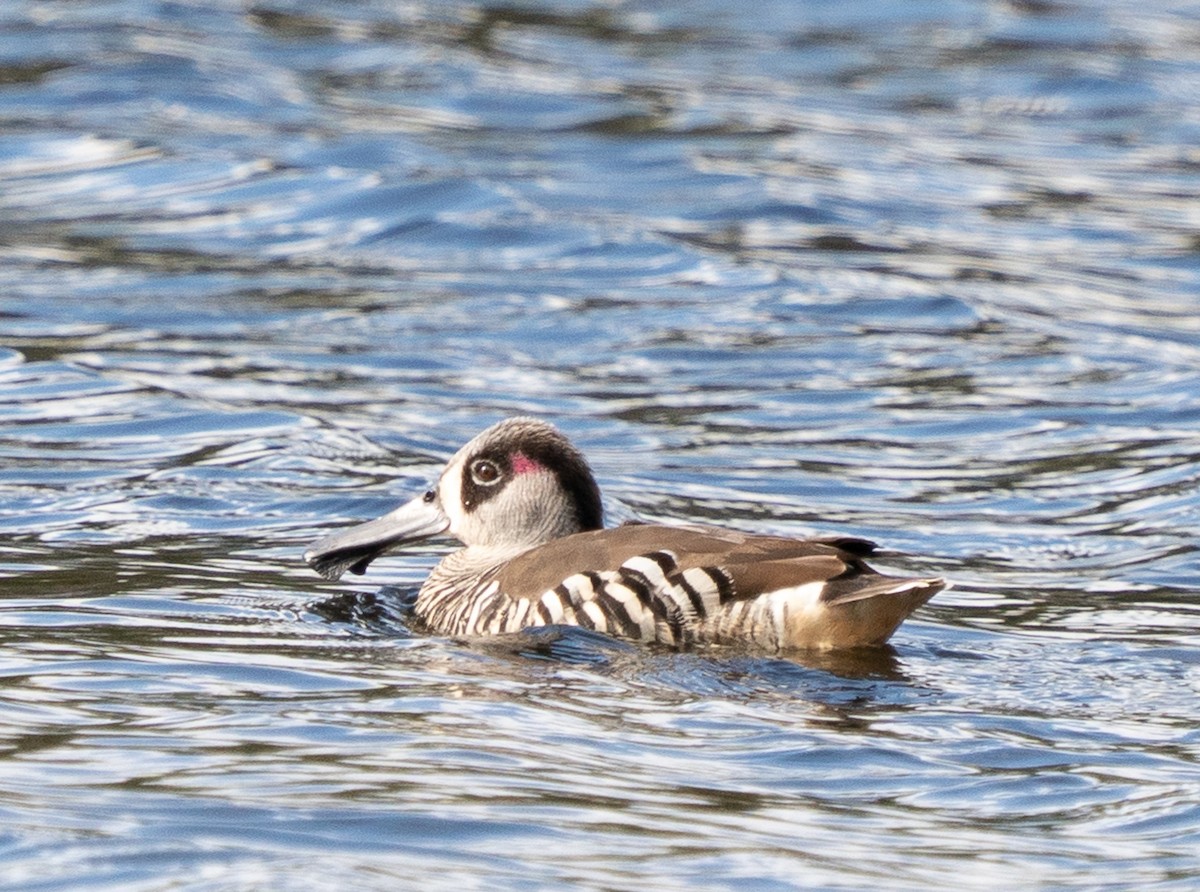 leppeand - ML644104550