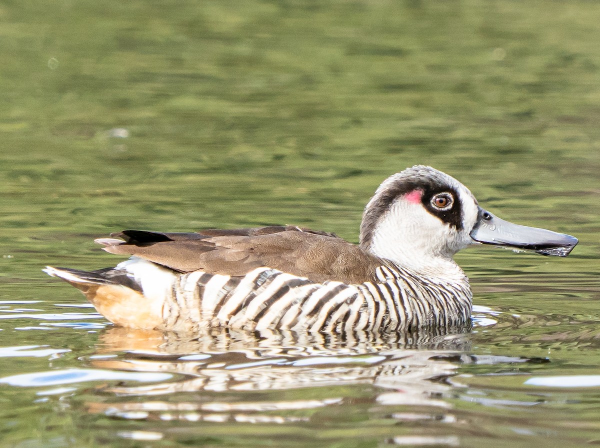 leppeand - ML644104551