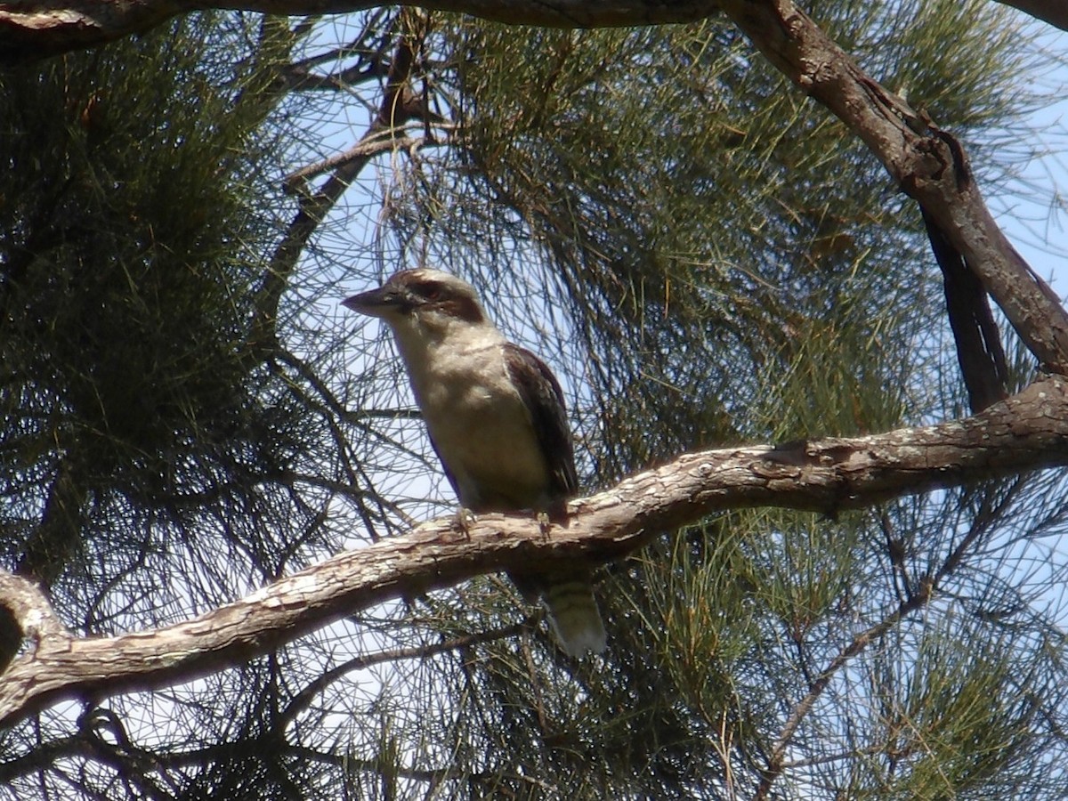 Laughing Kookaburra - ML644104556