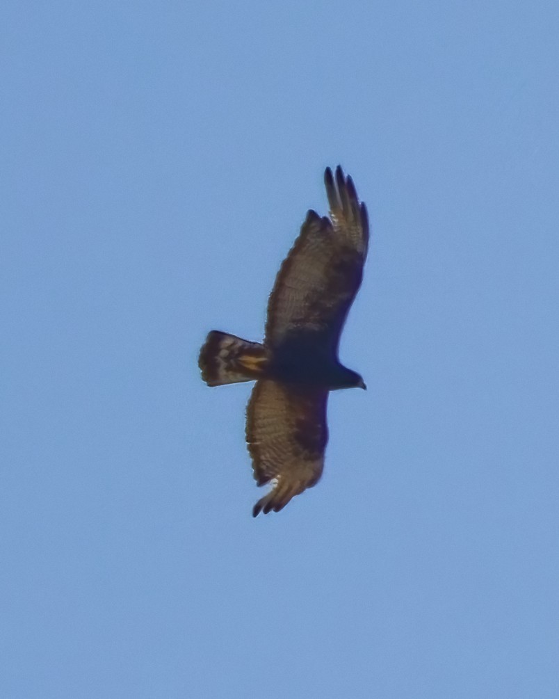 Zone-tailed Hawk - ML644104562