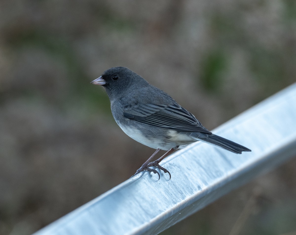 Dark-eyed Junco - ML644104572