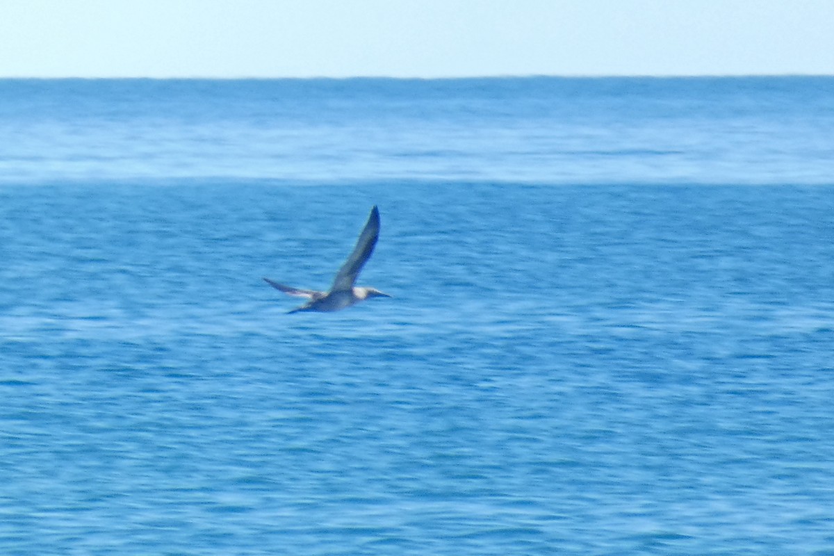 Northern Gannet - ML644104587