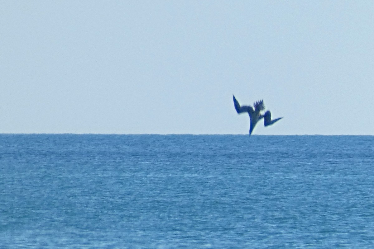 Northern Gannet - ML644104588