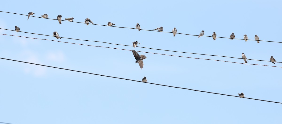 Andean Swallow - ML644104590