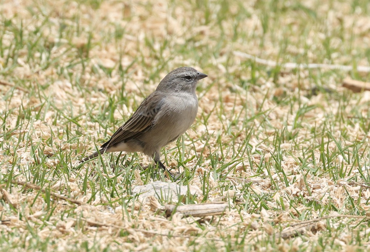 Ash-breasted Sierra Finch - ML644104596