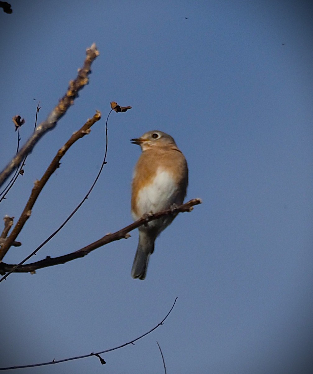 Eastern Bluebird - ML644104597