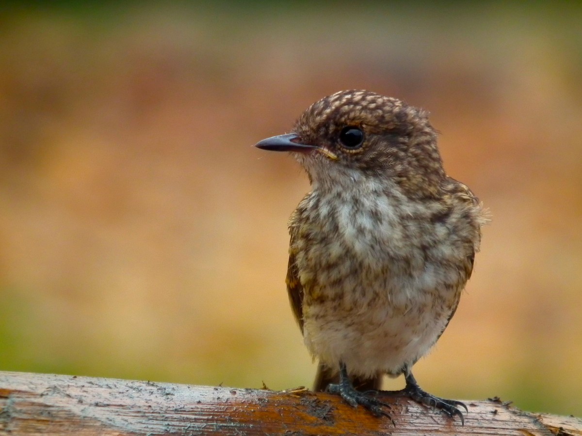 African Dusky Flycatcher - ML644104598