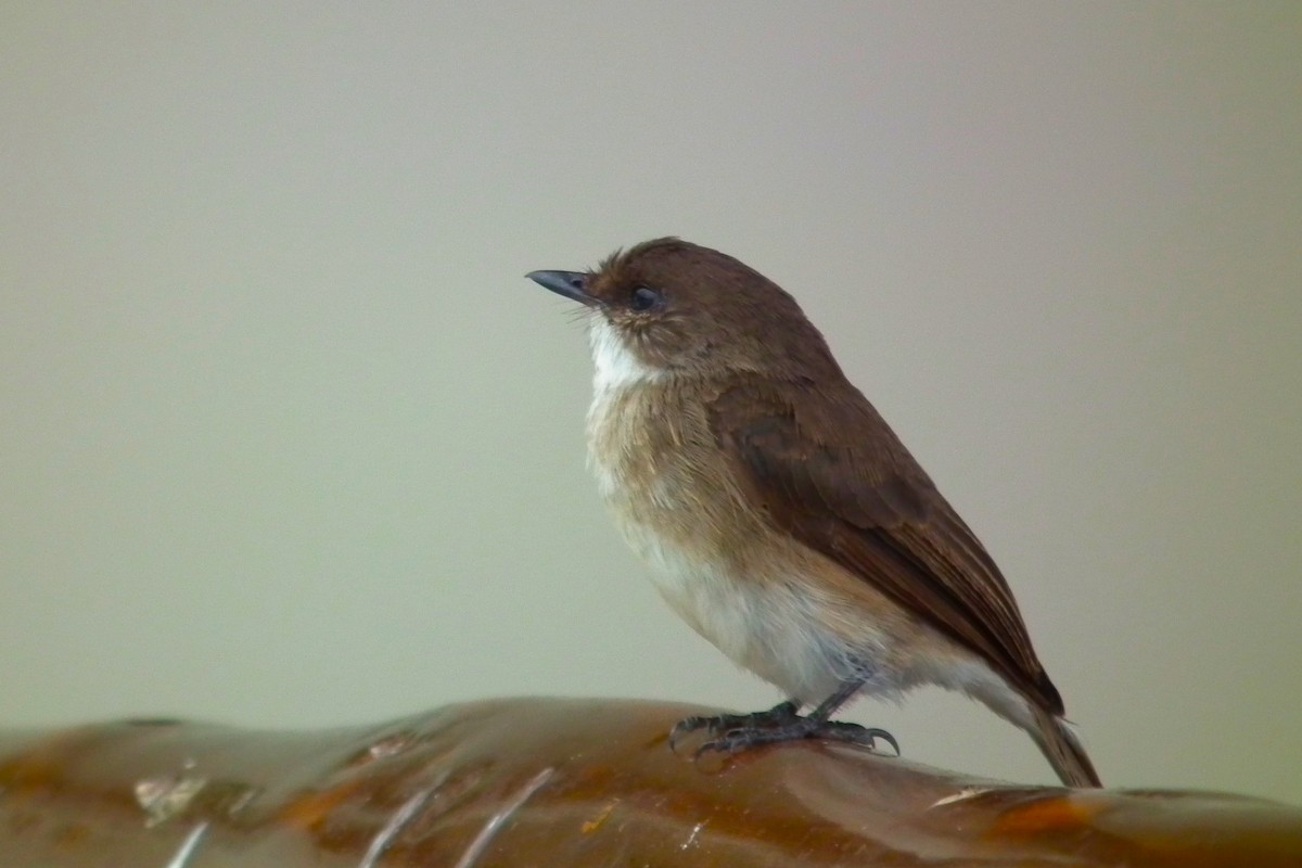 Swamp Flycatcher - ML644104605