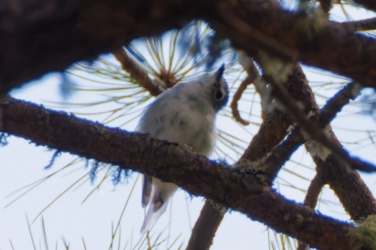 Plumbeous Vireo - ML644104606