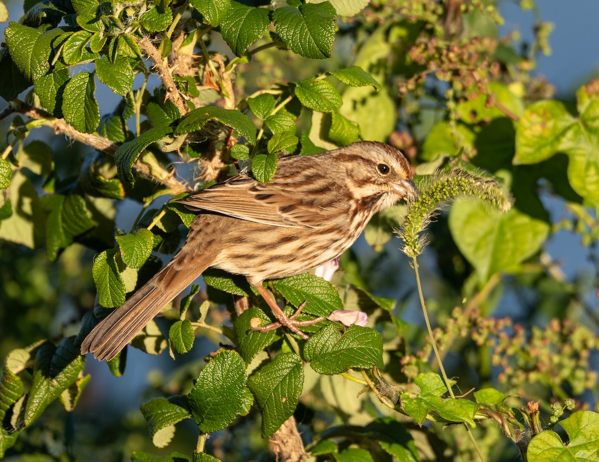 Song Sparrow - ML644104611
