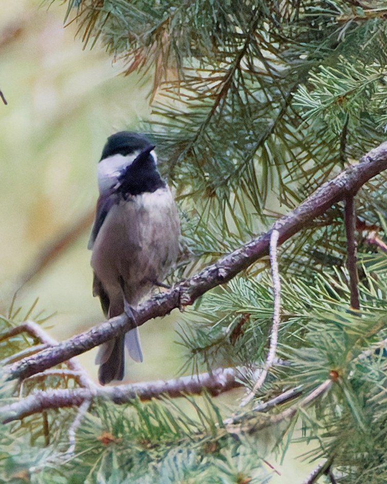 Mexican Chickadee - ML644104612