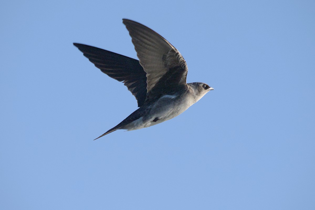 Purple Martin - ML644104622