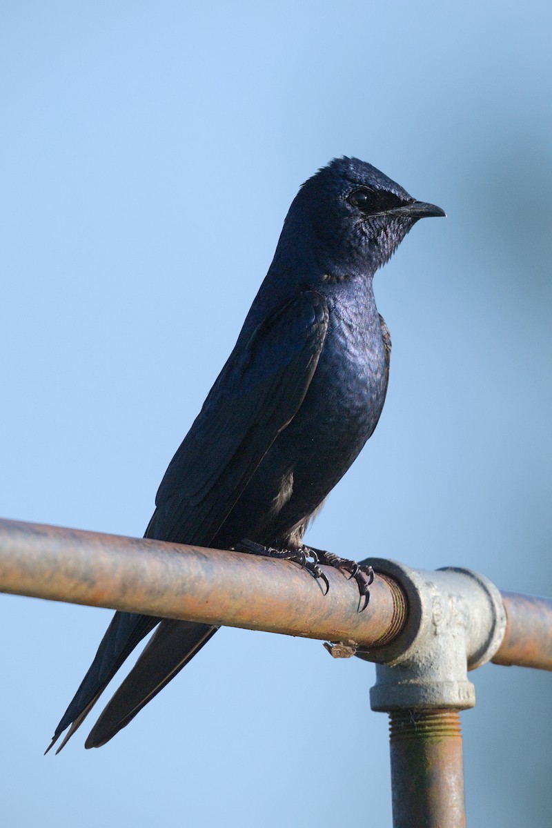 Purple Martin - ML644104624