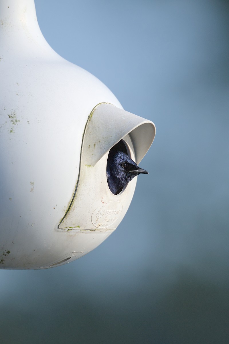 Purple Martin - ML644104625