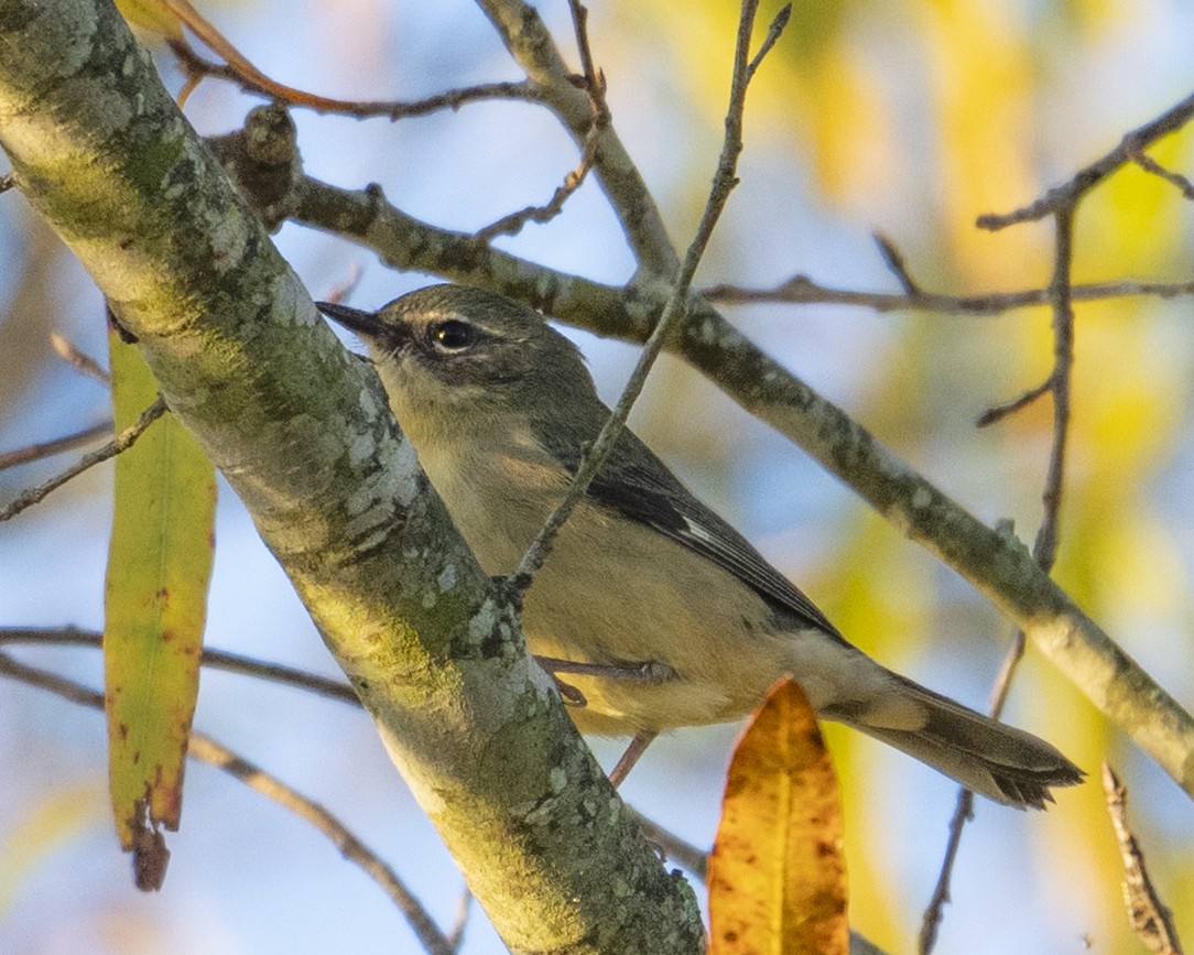 Black-throated Blue Warbler - ML644104629