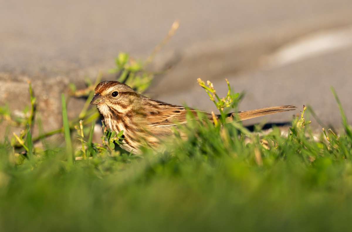 Song Sparrow - ML644104642