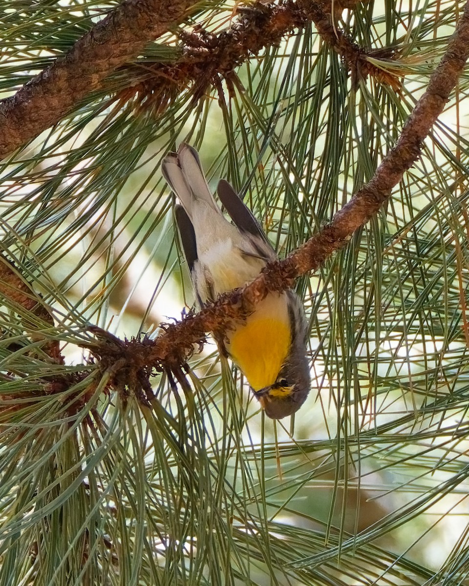 Grace's Warbler - ML644104649