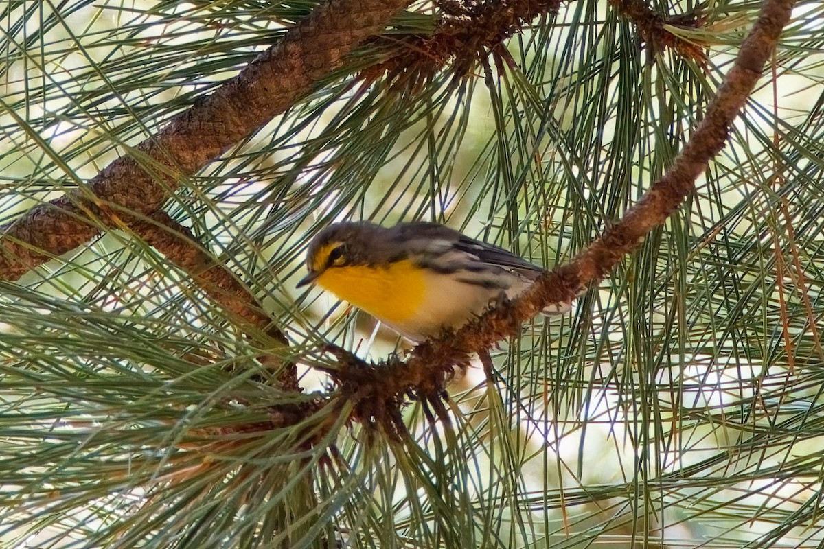 Grace's Warbler - ML644104650