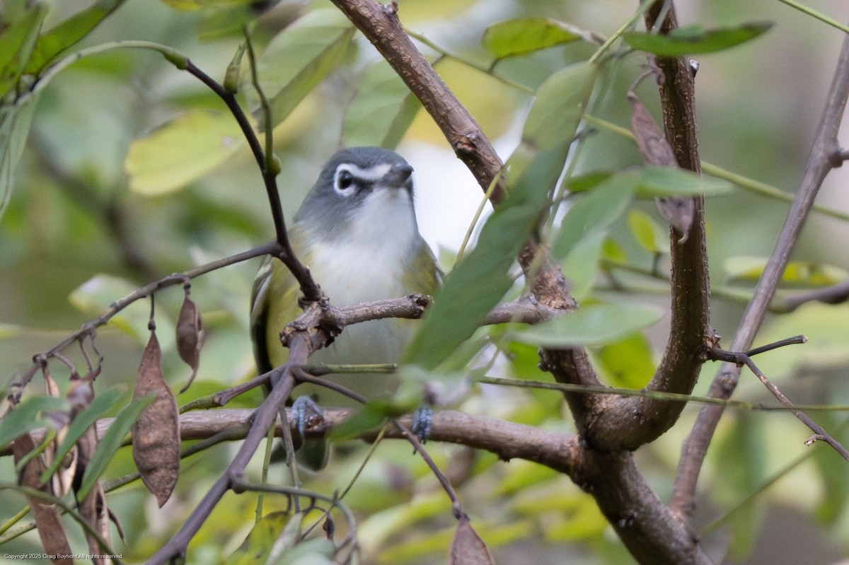 Blue-headed Vireo - ML644104656