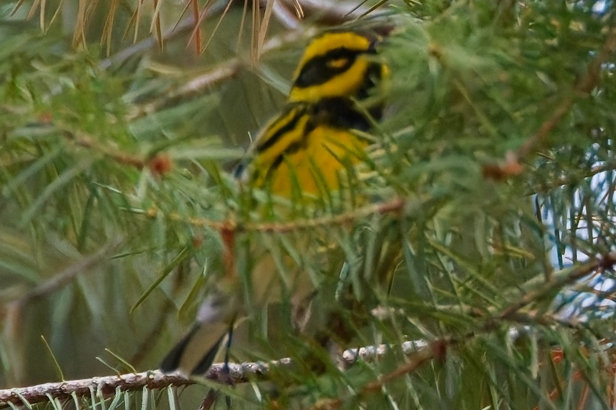 Townsend's Warbler - ML644104669