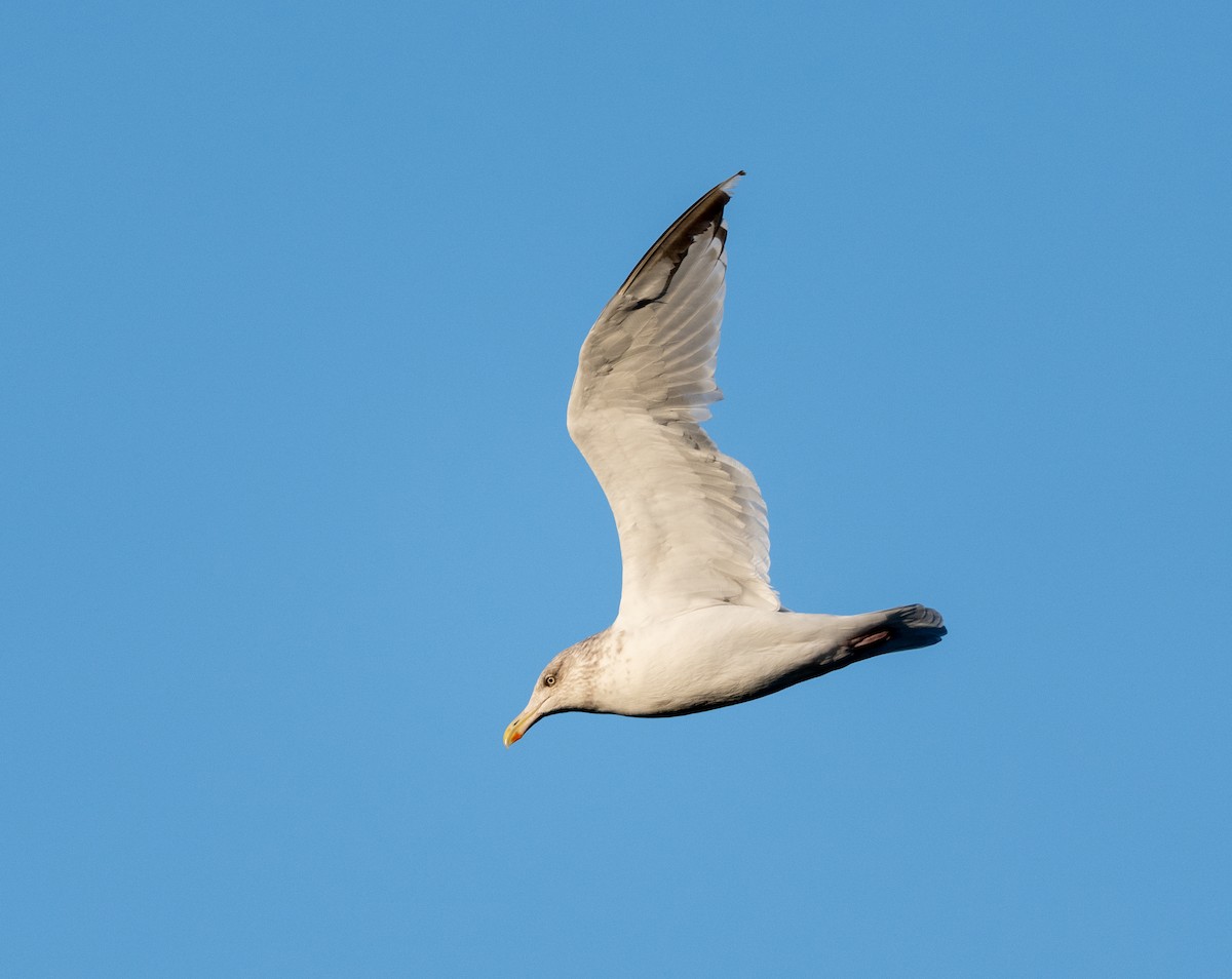 American Herring Gull - ML644104674