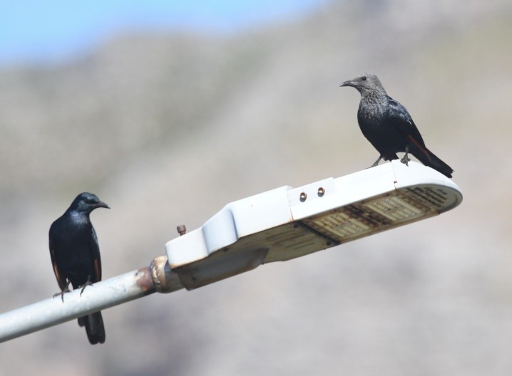 Red-winged Starling - ML644104684