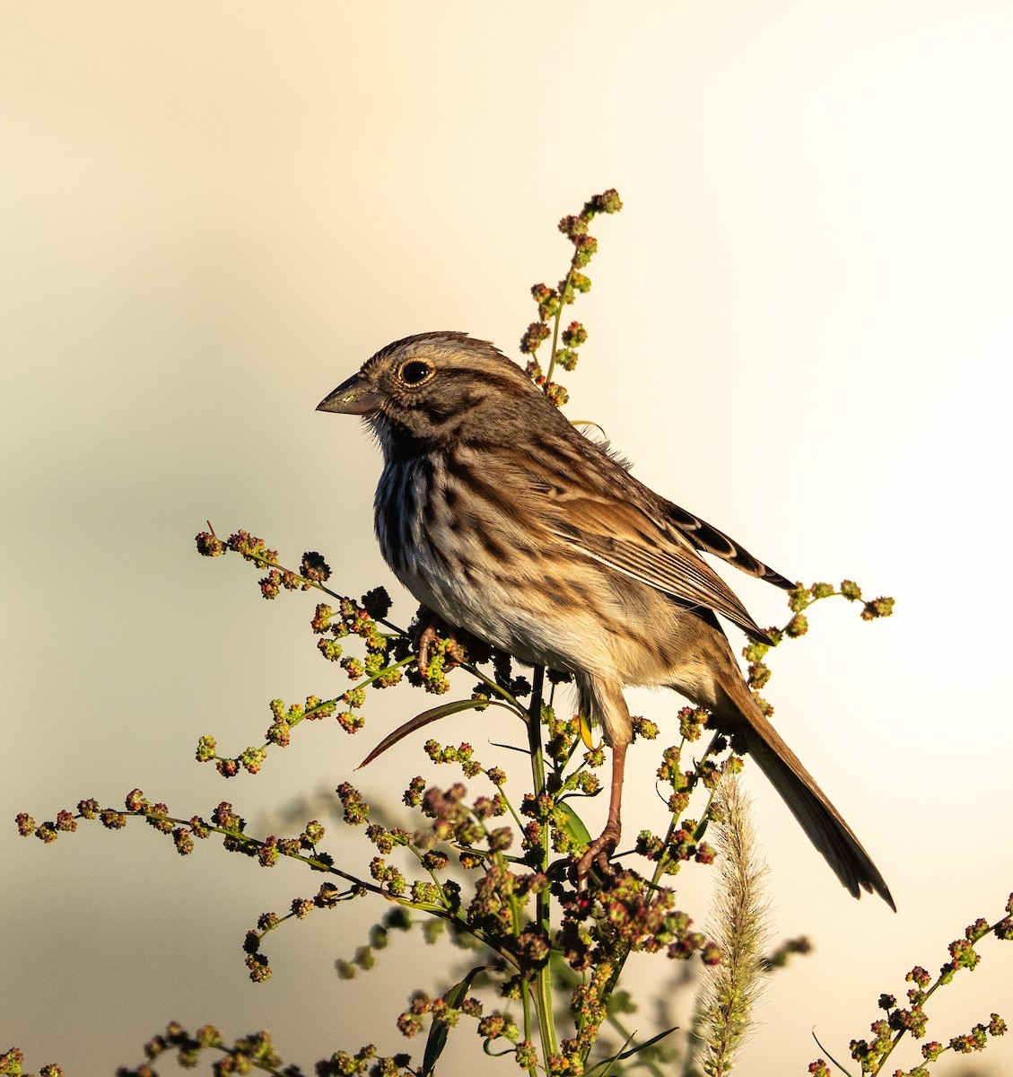Song Sparrow - ML644104698