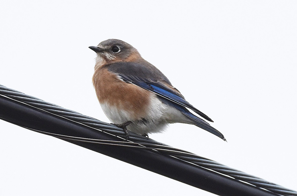Eastern Bluebird - ML644104701