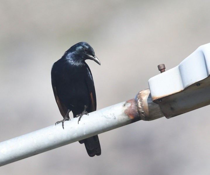 Red-winged Starling - ML644104704