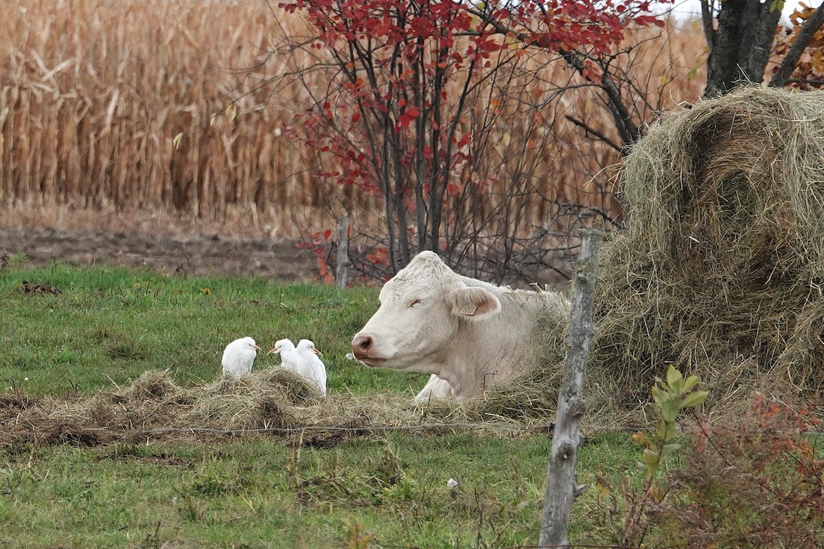 Western Cattle-Egret - ML644104705
